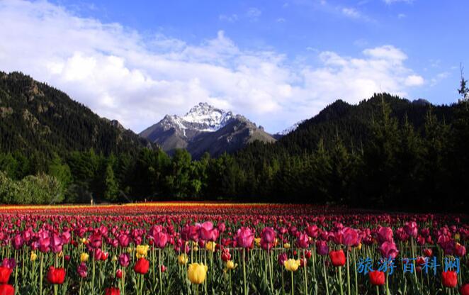 乌苏市旅游景点介绍(乌苏简介旅游风景)