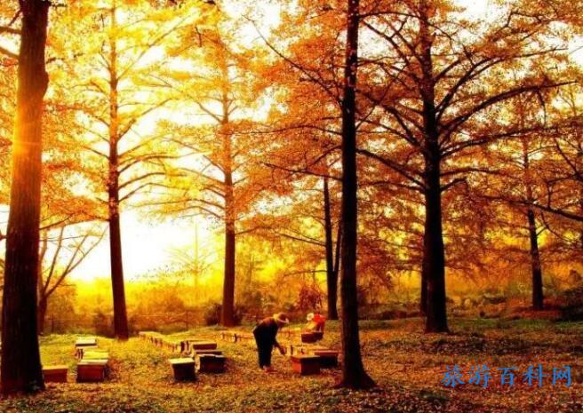 中国十大银杏观赏地，10个全国银杏地观赏期