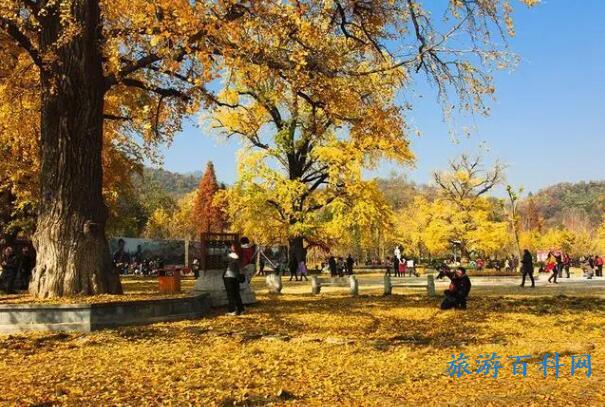 中国十大银杏观赏地，10个全国银杏地观赏期