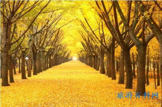 中国十大银杏观赏地，10个全国银杏地观赏期