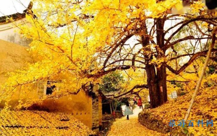 中国十大银杏观赏地，10个全国银杏地观赏期