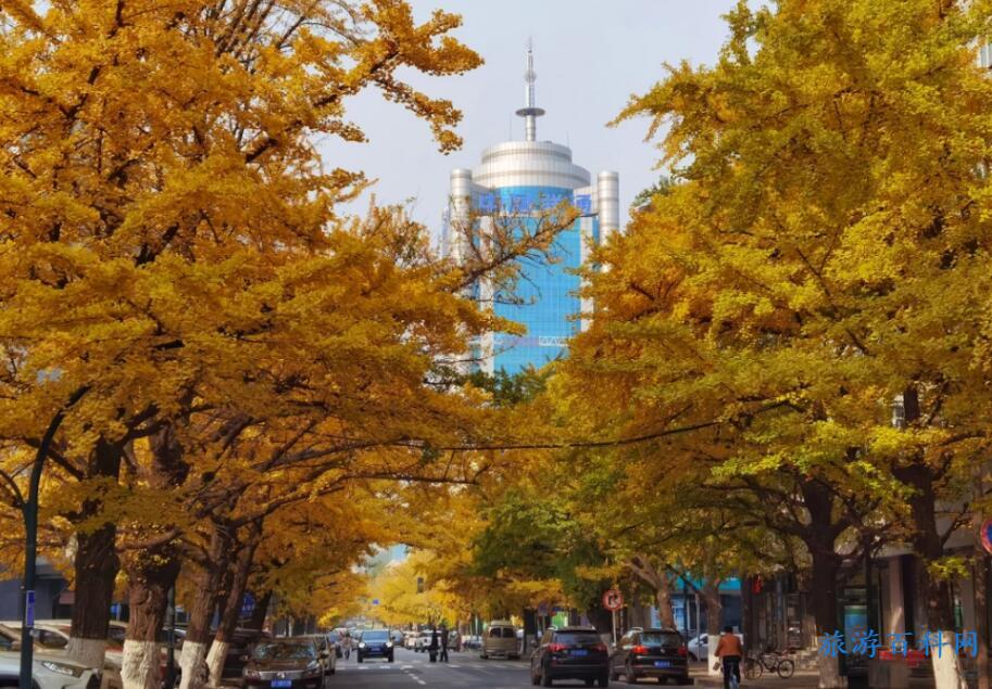 中国十大银杏观赏地，10个全国银杏地观赏期