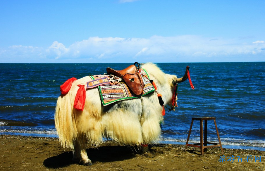 七月适合出游的景点(七月适合旅游的景点)